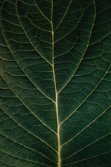 Dark green leaf macro — ZMZM hero background